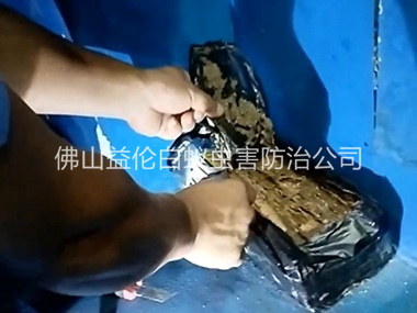 大沥白蚁侵害防治工程